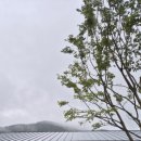 지수남명진취가 이미지