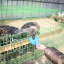 대관령 아기동물농장 이미지