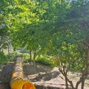 삼선산수목원 벚나무 이미지