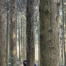 마수목장 이미지