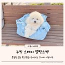 누빙 스테디 밸런스백 강아지 이동가방 추천 비숑 하늘이 실사용 후기