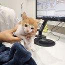 9월의 소원 동물병원 이미지