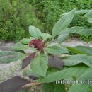 아마란스 이미지