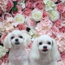 개랑, 마리 이미지