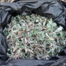 경산아지매 이미지