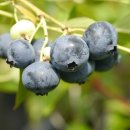 초이스농장 이미지