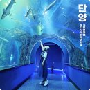 경기관상어 | 아이와 여름 여행 가볼만한곳 단양 다누리아쿠아리움 실내 볼거리