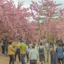 첨성길 | 경주 불국사 겹벚꽃 명소 개화시기 위치 주말 오전 혼잡도