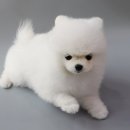 호야펫 구리점 이미지