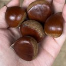 강정구의 피자생각 내포신도시점 이미지