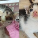 꽃냥이 이미지