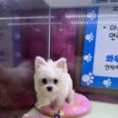 와우펫마트 이미지