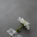 소중한선택 이미지