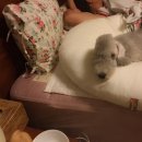 똥깡아지네 이미지