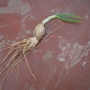 액비골(2) 이미지