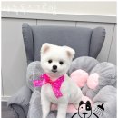 그루밍독스 이미지