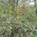 신양 벚꽃길 이미지