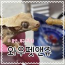 와우펫 | 울산 명촌 파충류샵 와우펫앤쥬 본점 게코도마뱀 사료 소동물카페