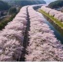 이동생태마을 앞 교통섬 | 4월 전라남도 봄여행 완벽 가이드, 구례·순천·담양 벚꽃 명소