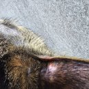 공감+동물의료센터 | 평택 고덕 동물병원 추천 고덕365동물의료센터 고양이 진료 후기