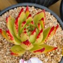 아스테리아 이미지