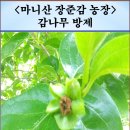 마니산 장준감농장 민박 | <장준감 감나무> 등 감나무 4월과 5월 병해충 방제
