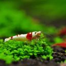 오토블링 이미지