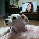 묭