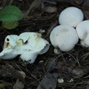 꼭지목장 이미지