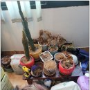 주식회사 다시봄
