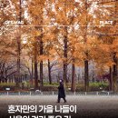 혼자만의 가을 나들이서울의 걷기 좋은 길 5선🍂 이미지