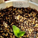 오니소갈럼 (Ornithogalum) | aka. 베들레헴의 별 (Star of Bethelehem) | 더비움 옐로우 &amp; 손더시에...