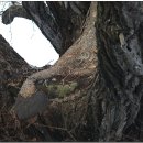 대흥민속 이미지