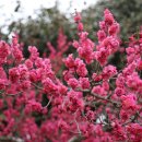 산이농원 Daum카페
