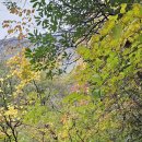 내장 신선교 | 2024년 가을: 정읍 내장산 단풍, 내장산 케이블카, 내장사, 우화정