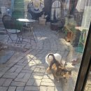 청주고양이입양지원센터 애니멀공화국 | [내돈내산] 청주 이색데이트 애니멀공화국 :: 귀여운 고양이들과 교감하는 입양지원센터 방문기