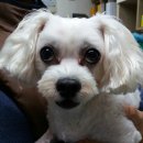 동산동물병원 이미지