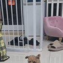 김해 강아지분양 두부네 하루 이미지