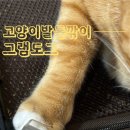 멍냥이그루밍