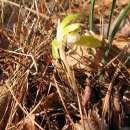 상사리(상) 이미지