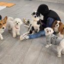 멜로멍스 이미지