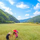 화사한 메밀꽃 만발한 내고향 안동 - 내고향 안동 카페 운영진 제공 / 사랑하는 그대에게 ; 선화엄마 이미지