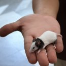 더프렌즈-쿵푸팬더의 동물친구들🐭🐍🦗 이미지