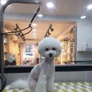 응암애견 이미지