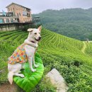 애견나라 이미지