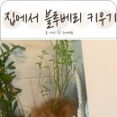깨비하우스 | 깨비농장 베란다 블루베리 나무 키우기 블루베리 묘목 키우기 방법