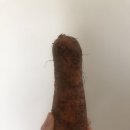 흙내음농장 | 한 박스 가득 싱그러운 제주 향기! 도하네농장 국산제주당근