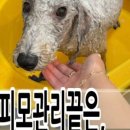 쑝이네 애견샵 이미지