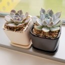 판수농장 | 파인 다육 독일 샴페인이 도착했어요