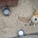 수원시바견 이미지